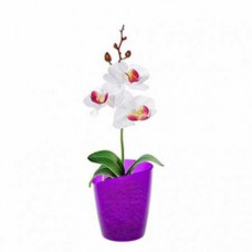 Кашпо для орхидей Mia 1,2 л (прозрачный)